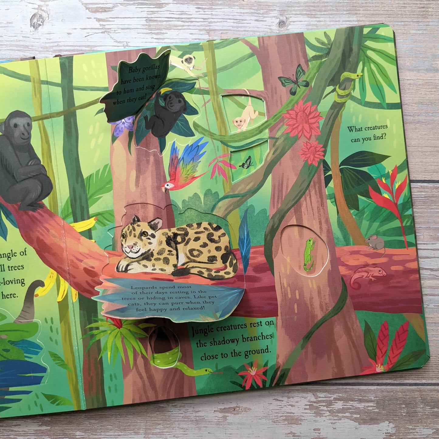 Nature Die Cut Book - Rainforest